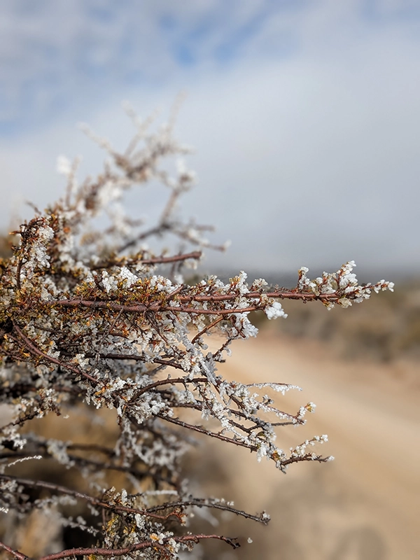Sagebrush in Nevada